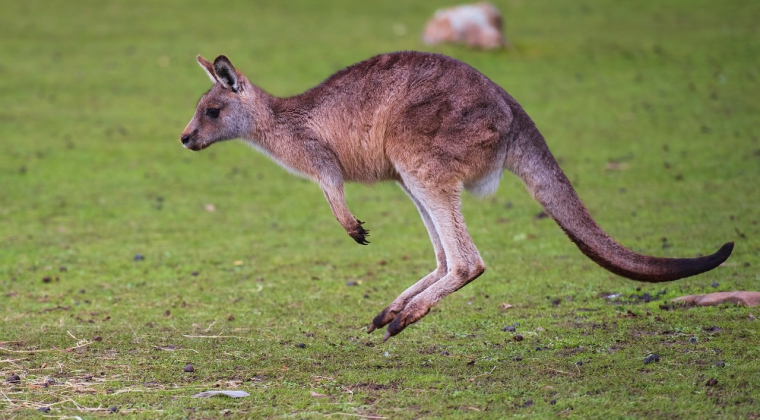 Abenteuerlich durch die Tierwelt